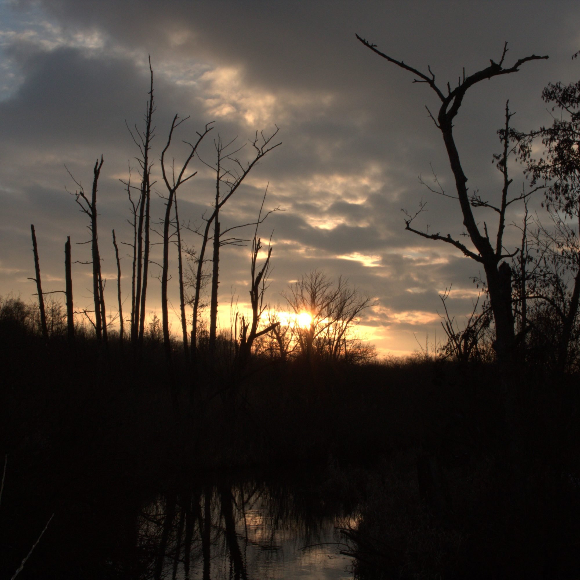 Eine Fotografie kurz vor Sonnenuntergang. Im Vordergrund durch den Schatten dunkle Gräser, kahle Bäume und ein kleiner Teich. AM Horizont die letzten Sonnenstrahlen und ein wolkenbedeckter Himmel.