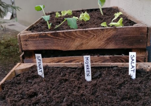 Nahaufnahme eines Beetes mit Spinat, Möhren und Salat.