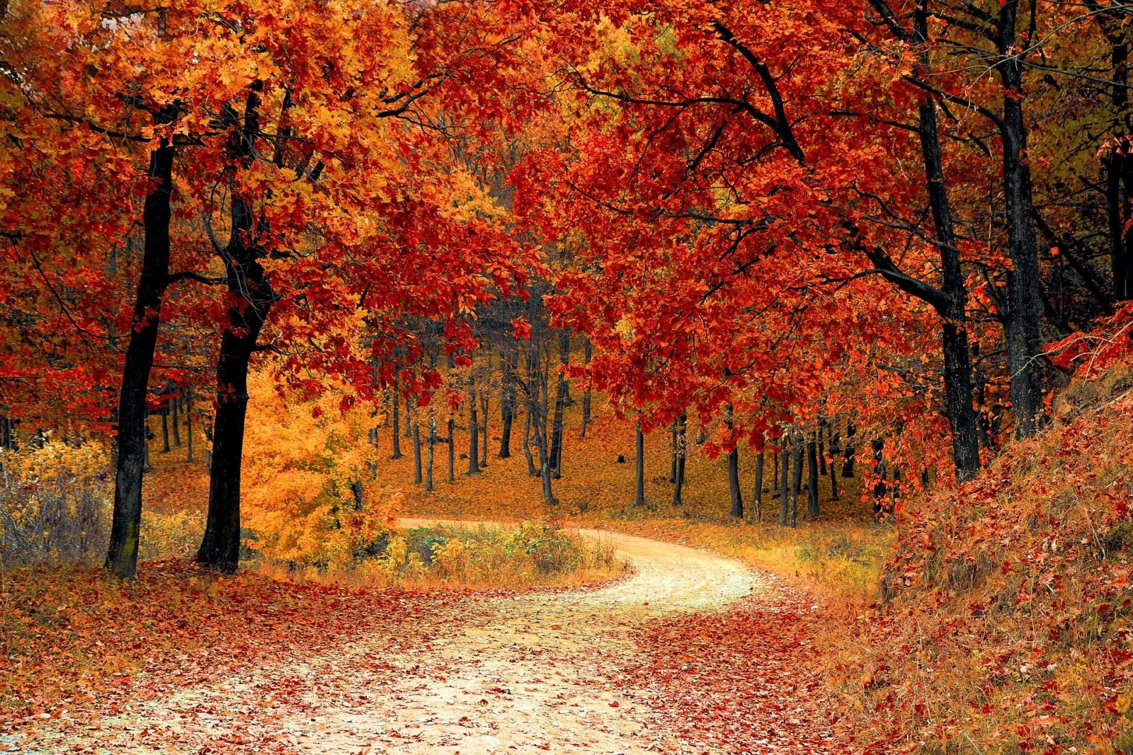 Herbstwald