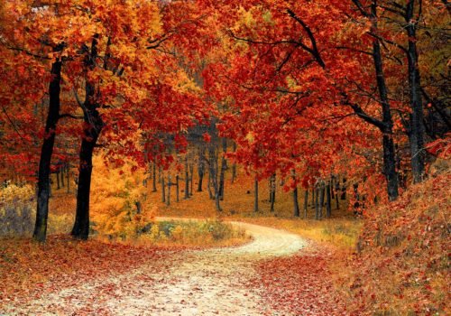 Herbstwald