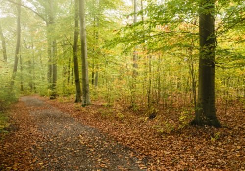 Der Blick in einen herbstlichen Wald: Die Blätter der Bäume sind noch grün und teils gelb, auf dem Boden liegt schon jede Menge Laub. Quer durch das Bild verläuft ein Trampelpfad.