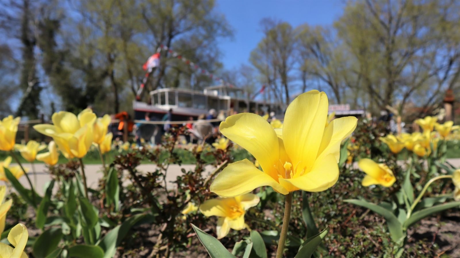 Bild von der Landesgartenschau 2022 in Beelitz. Vorne sind gelbe Blumen zu sehen. Dahinter schemenhaft Menschen.