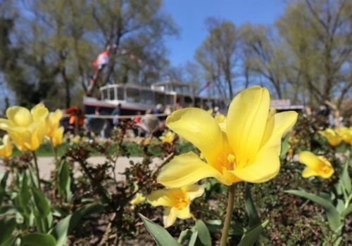 Bild von der Landesgartenschau 2022 in Beelitz. Vorne sind gelbe Blumen zu sehen. Dahinter schemenhaft Menschen.