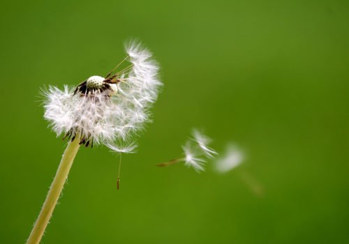 Nahaufnahme einer Pusteblume