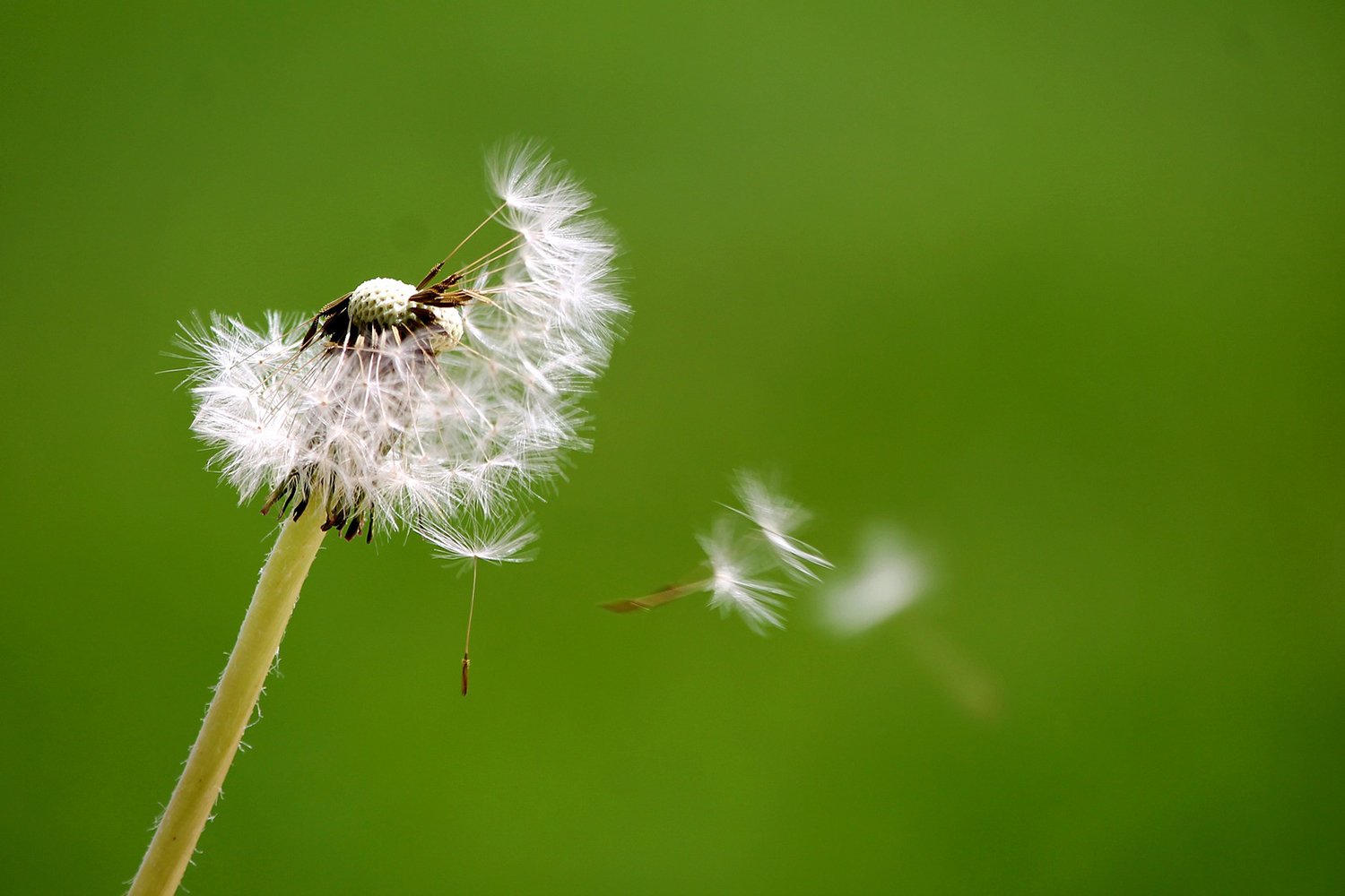 Nahaufnahme einer Pusteblume